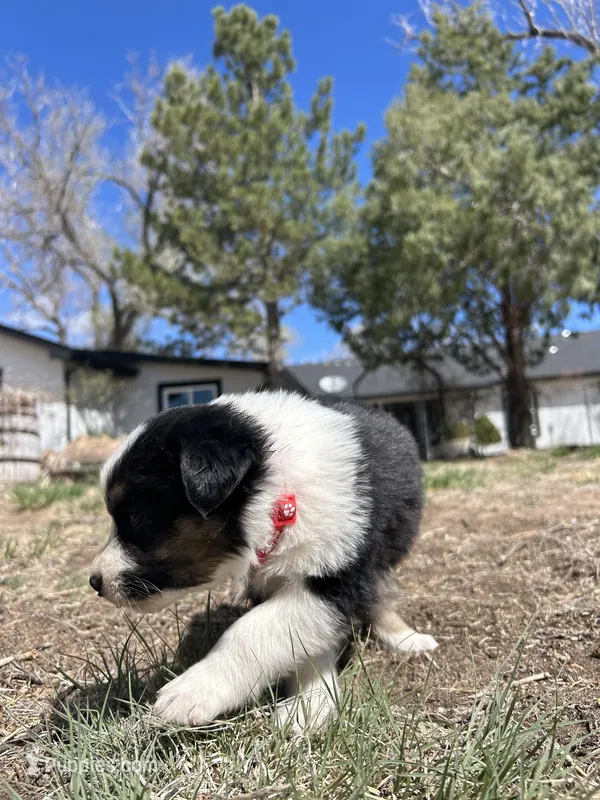 Susi (Red) – Border Collie puppy for sale in Colorado Springs, CO