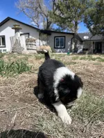 Susi (Red), a female Border Collie for sale in Colorado Springs, CO – Photo 4 of 6