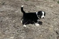 Susi (Red), a female Border Collie for sale in Colorado Springs, CO – Photo 5 of 6