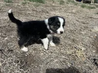 Susi (Red), a female Border Collie for sale in Colorado Springs, CO – Photo 6 of 6