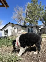 Susi (Red), a female Border Collie for sale in Colorado Springs, CO – Photo 2 of 6