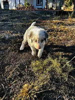 Blu, a male Border Collie for sale in Colorado Springs, CO – 4 of 7