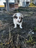 Marley, a female Border Collie for sale in Colorado Springs, CO – 4 of 5