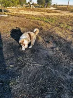 Marley, a female Border Collie for sale in Colorado Springs, CO – 1 of 5