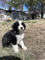 Oreo (green) , a male Border Collie for sale in Colorado Springs, CO – Photo 5 of 6