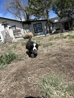 Oreo (green) , a male Border Collie for sale in Colorado Springs, CO – Photo 6 of 6
