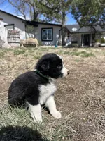 Oreo (green) , a male Border Collie for sale in Colorado Springs, CO – Photo 3 of 6