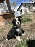 Oreo (green) , a male Border Collie for sale in Colorado Springs, CO – Photo 4 of 6