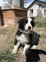 Oreo (green) , a male Border Collie for sale in Colorado Springs, CO – Photo 2 of 6