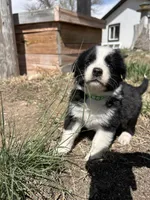 Oreo (green) , a male Border Collie for sale in Colorado Springs, CO – Photo 1 of 6