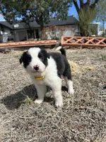 Lola (Yellow), a female Border Collie for sale in Colorado Springs, CO – Photo 3 of 5