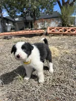 Lola (Yellow), a female Border Collie for sale in Colorado Springs, CO – Photo 2 of 5