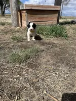 Lola (Yellow), a female Border Collie for sale in Colorado Springs, CO – Photo 5 of 5