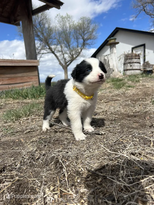 Lola (Yellow) – Border Collie puppy for sale in Colorado Springs, CO