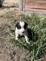 Lola (Yellow), a female Border Collie for sale in Colorado Springs, CO – Photo 4 of 5