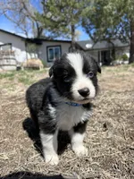 Coco(blue), a male Border Collie for sale in Colorado Springs, CO – Photo 3 of 5