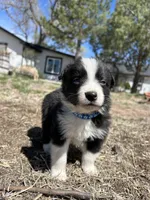 Coco(blue), a male Border Collie for sale in Colorado Springs, CO – Photo 4 of 5