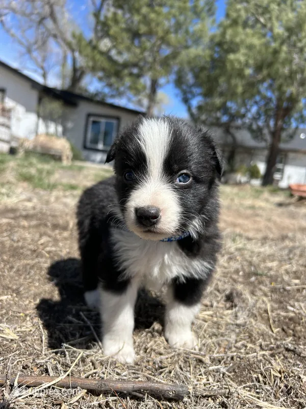 Coco(blue) – Border Collie puppy for sale in Colorado Springs, CO