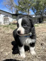 Coco(blue), a male Border Collie for sale in Colorado Springs, CO – Photo 2 of 5