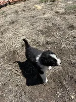 Coco(blue), a male Border Collie for sale in Colorado Springs, CO – Photo 5 of 5