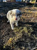 Blu, a male Border Collie for sale in Colorado Springs, CO – 2 of 7