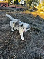 Blu, a male Border Collie for sale in Colorado Springs, CO – 1 of 7