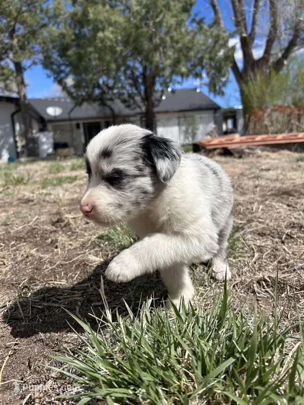 Stella (gray)  – Border Collie puppy for sale in Colorado Springs, CO