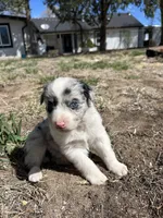 Stella (gray) , a female Border Collie for sale in Colorado Springs, CO – Photo 5 of 6