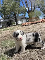 Stella (gray) , a female Border Collie for sale in Colorado Springs, CO – Photo 4 of 6