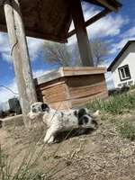Stella (gray) , a female Border Collie for sale in Colorado Springs, CO – Photo 3 of 6