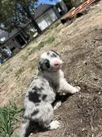 Stella (gray) , a female Border Collie for sale in Colorado Springs, CO – Photo 6 of 6