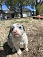 Stella (gray) , a female Border Collie for sale in Colorado Springs, CO – Photo 2 of 6