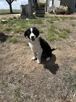 Thor (black), a male Border Collie for sale in Colorado Springs, CO – 7 of 7
