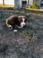 Coco, a male Border Collie for sale in Colorado Springs, CO – 3 of 6