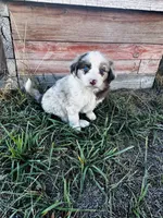 Marley, a female Border Collie for sale in Colorado Springs, CO – 2 of 5