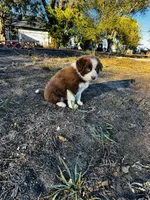 Coco, a male Border Collie for sale in Colorado Springs, CO – 5 of 6