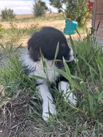 Coco(blue), a male Border Collie for sale in Colorado Springs, CO – 2 of 6