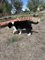 Thor (black), a male Border Collie for sale in Colorado Springs, CO – 5 of 7