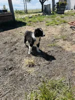 Coco(blue), a male Border Collie for sale in Colorado Springs, CO – 6 of 6