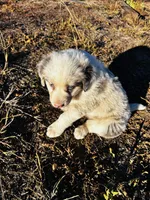 Blu, a male Border Collie for sale in Colorado Springs, CO – 3 of 7