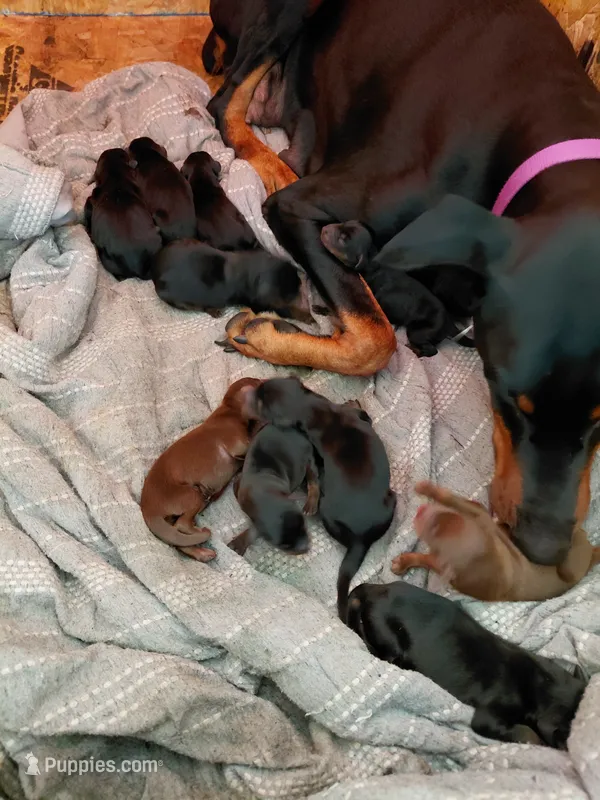 New Litter – Doberman Pinscher puppy for sale in California, MO