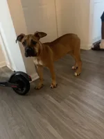Deuce, a male Perro de Presa Canario and American Bully for sale in Houston, TX – 2 of 4