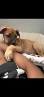 Deuce, a male Perro de Presa Canario and American Bully for sale in Houston, TX – 4 of 4