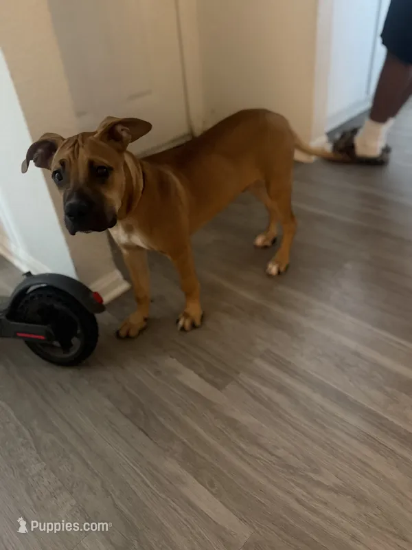 Deuce – Perro de Presa Canario, American Bully puppy for sale in Houston, TX