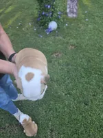 Boy, a male English Bulldog for sale in Goldsboro, NC – 2 of 3