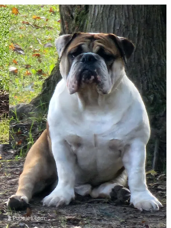 Buddy – English Bulldog puppy for sale in Goldsboro, NC