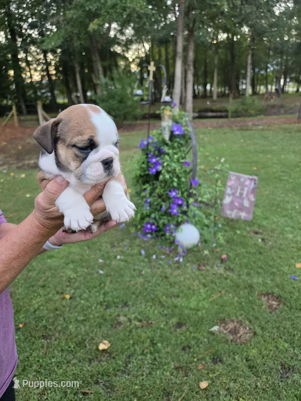 Girl 2 – English Bulldog puppy for sale in Goldsboro, NC