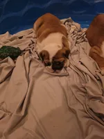 Baby Girl, a female English Bulldog for sale in Goldsboro, NC – 7 of 7