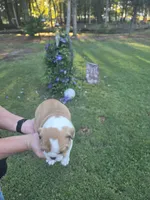 Girl 2, a female English Bulldog for sale in Goldsboro, NC – 2 of 3
