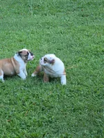 Baby Girl, a female English Bulldog for sale in Goldsboro, NC – 6 of 7